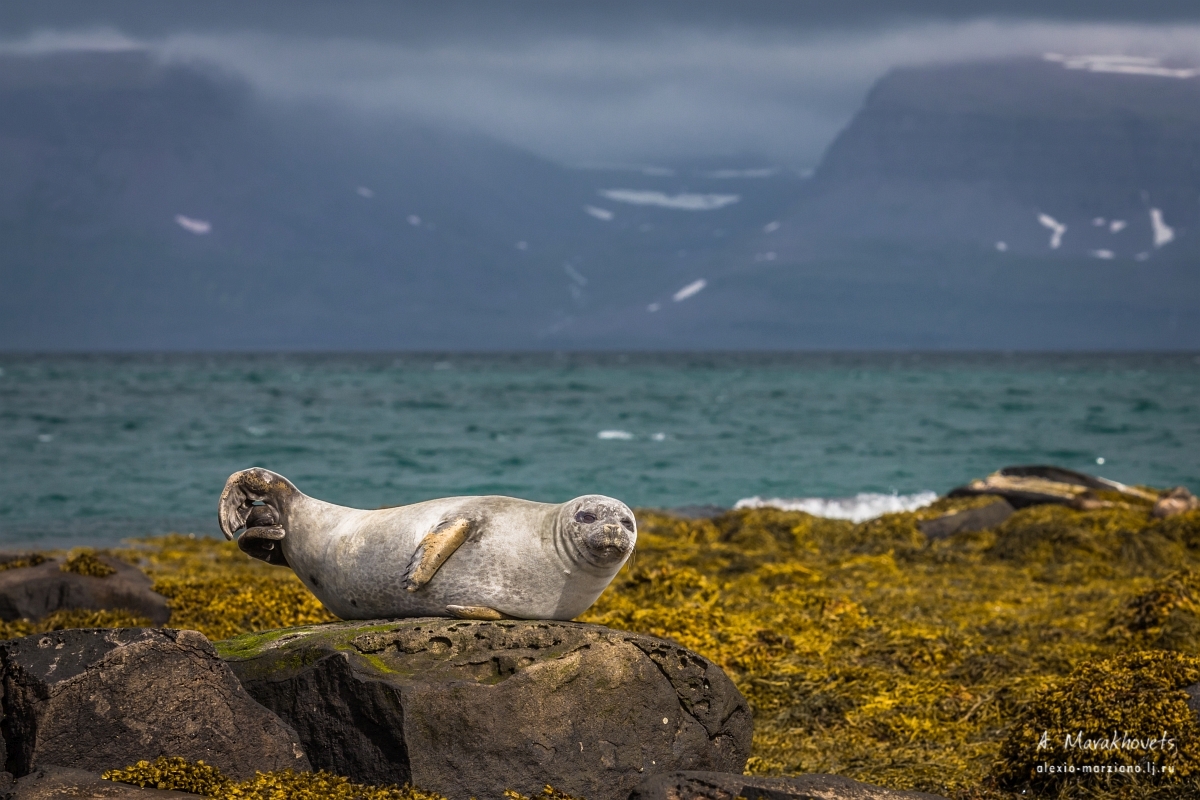 Исландский тюлень, когда работать лень