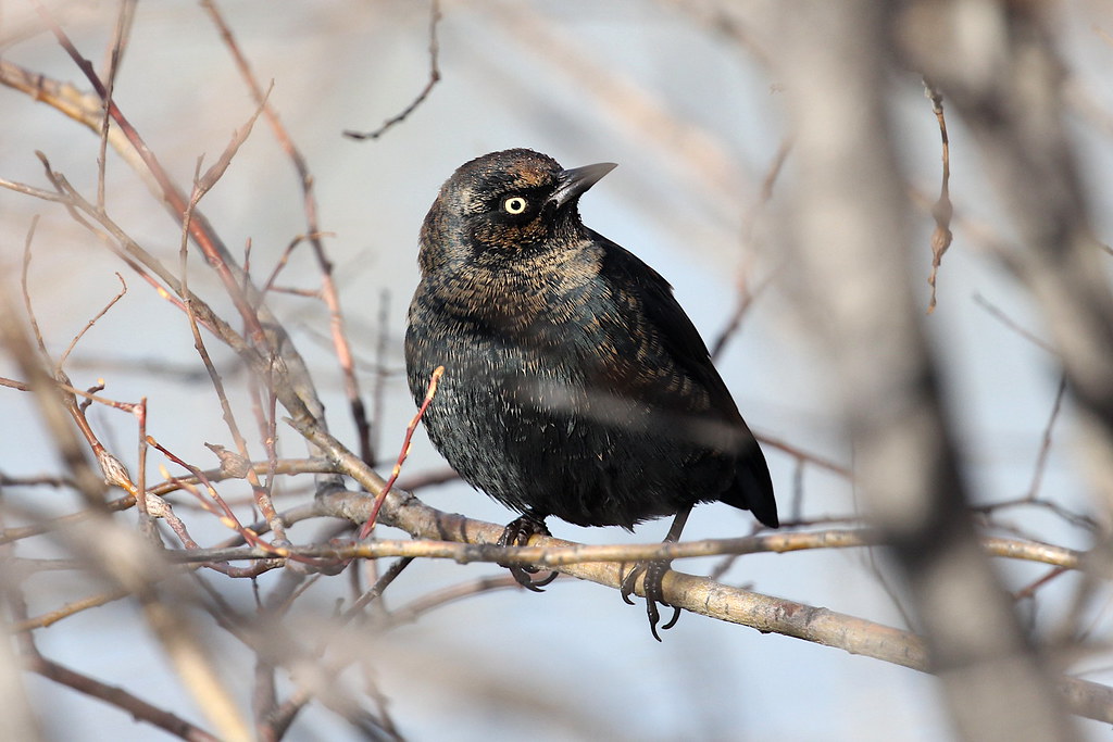 Photograph titled 'Rusty Blackbird'