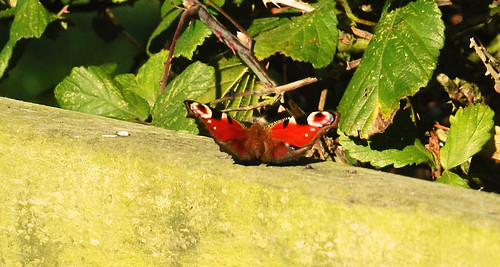 Peacock Butterfly DSCN9064