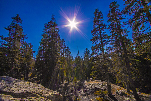 bareislandlake california maderacounty sierranationalforest backpacking camping hiking lake quiet reflection serene sunrays sunshine treetop trees