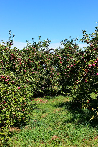 québec quebec qc canada pomme apple verger orchard montérégie monteregie licensed dreamstime arbre tree nature harvest shutter shutterstock