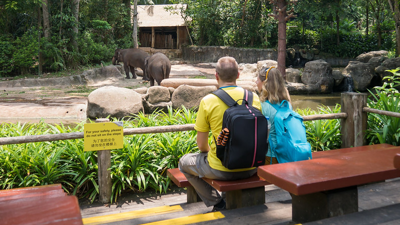 Elephants, Singapore Zoo