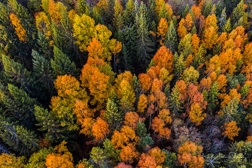 larvik vestfold norway no autumn autumnphotography autumncolors norge nature natur tree trees trær tre skog forest farger colors colorful colours drone mavic2pro highangleview highup woodland october