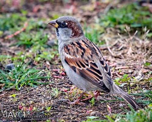 House sparrow (Passer domesticus)-2796