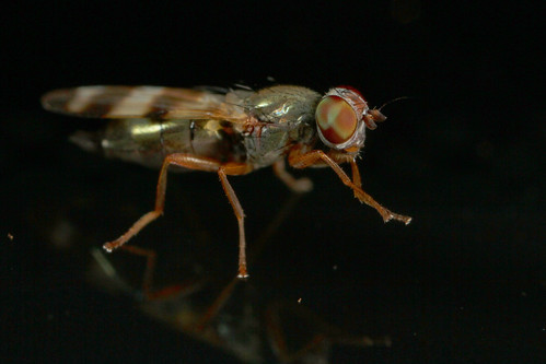 insect diptera ulidiidae ulidiinae chaetopsis northcarolina piedmont canonmpe65mmf2815xmacrophoto fridayflyday inaturalist