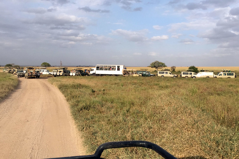 Rush hour in the Serengeti