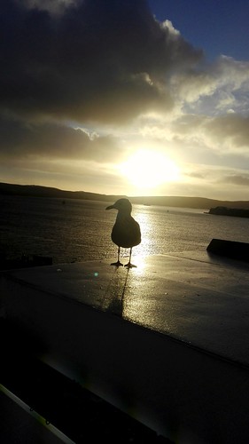 bird sunrise sun seaside sea wilde