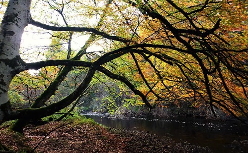 beech tree autumn river muckle burn lethen leaves water