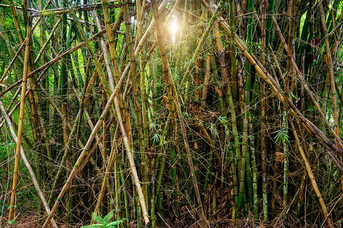 tt trinidadandtobago plant caribbean nature bamboo tropicalrainforest forest d70028300 live die