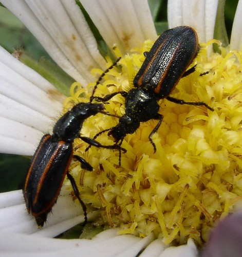 beetle bolivia coleoptera dasytinae melyridae richhoyer