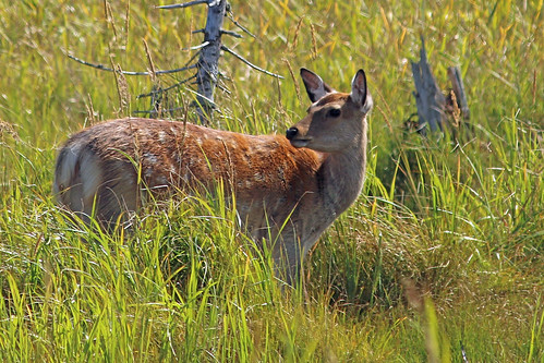 japan sika deer nemuro city shunkunitai primeval wild bird park naturecenter