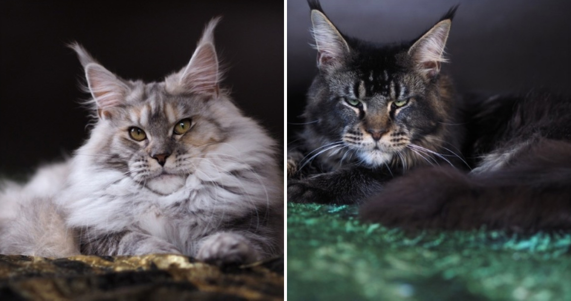 Сколько можно заработать на разведении породистых кошек в России фото
