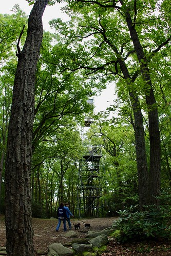cookforest firetower tower forest trail hiking hikers leash dogs