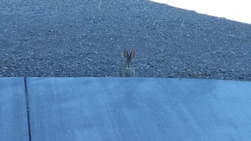 Desert Bunny