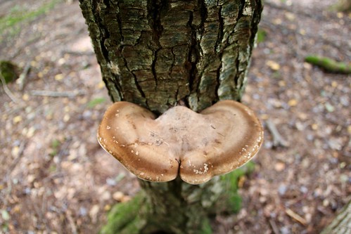 cookforest bark tree mushroom fungi