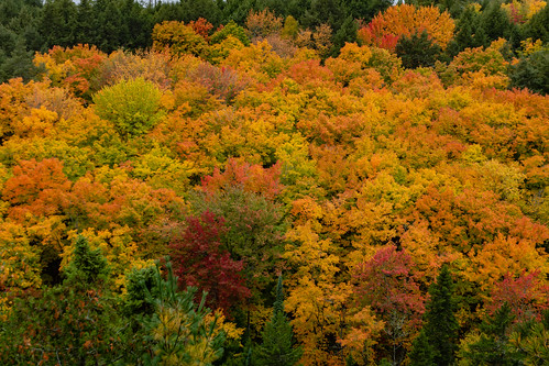algonquinprovincialpark nikond850 rocklake fallcolours landscape autumn forest algonquinhighlands ontario canada ca