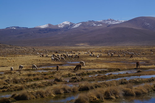 13-150 heel veel wilde alpaca’s