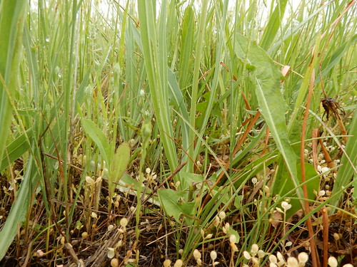 asteraceae agoserisglauca paleagoseris native perennial herb montana pinusponderosascopulorum ponderosapine musselshellcounty roundup