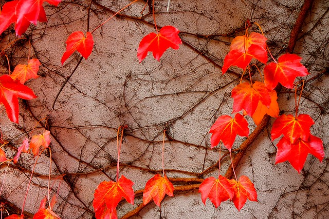 Autumn 2018  Leaves - HONDARRIBIA Spain