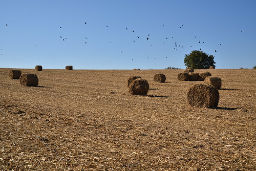 Récolte d’ensilage de maïs