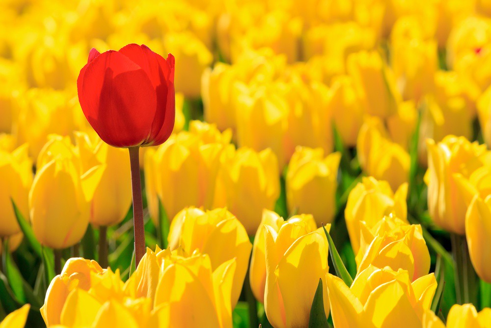 one red tulip standing out amid a field of yellow tulips