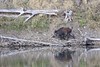 Sanglier d'Europe - Sus scrofa - Wild boar<br>Région parisienne