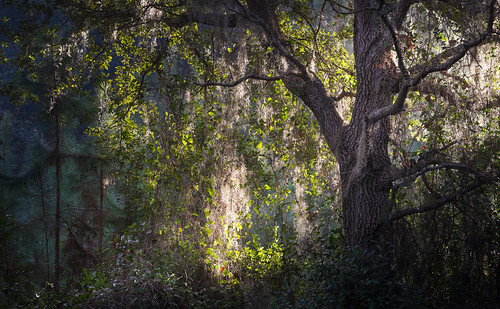 autumn canon canon6d canon70200mm georgia harrisnecknationalwildliferefuge quercus spanishmoss color forest landscape light moss nature oak oaktrees trees woods