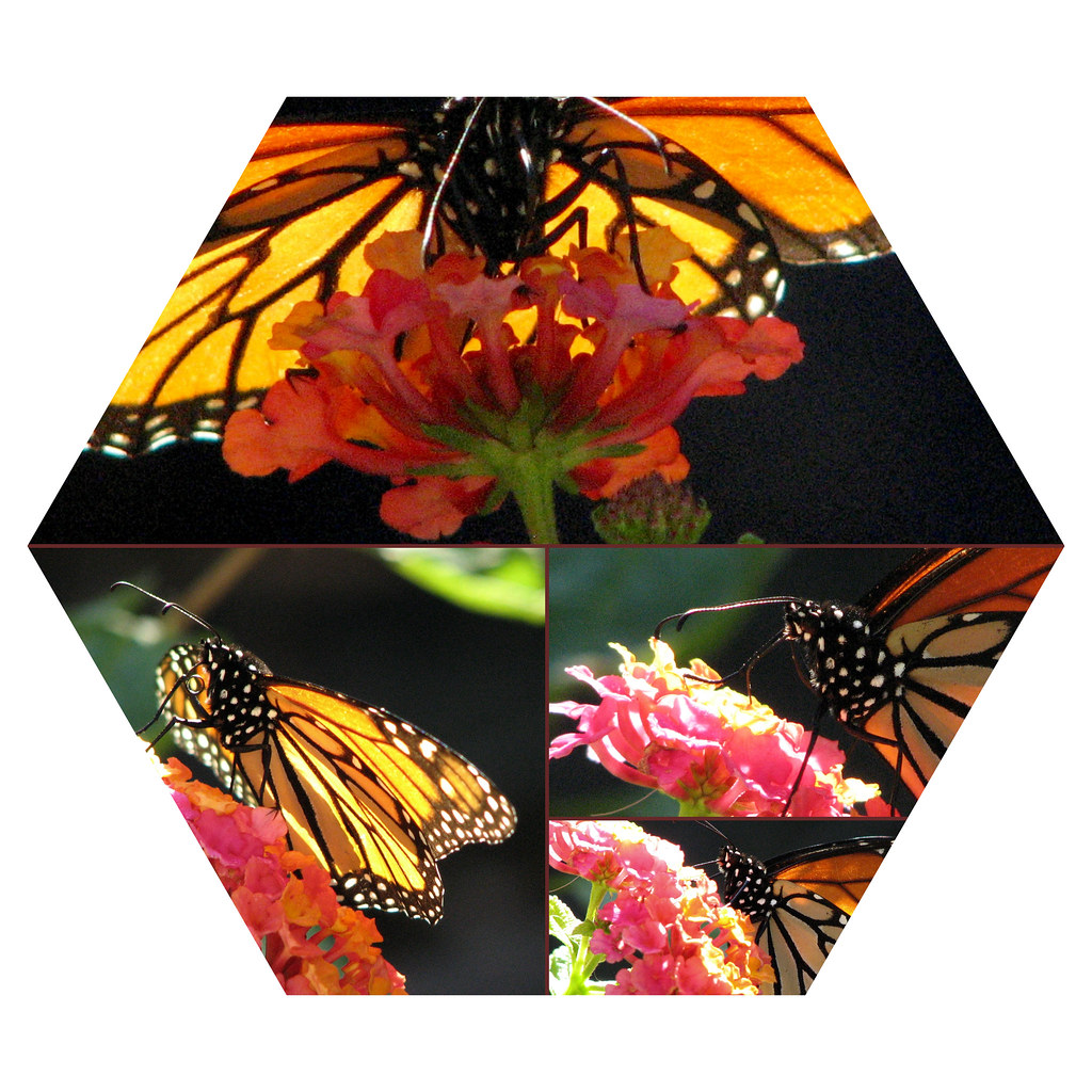 Monarch Collage
