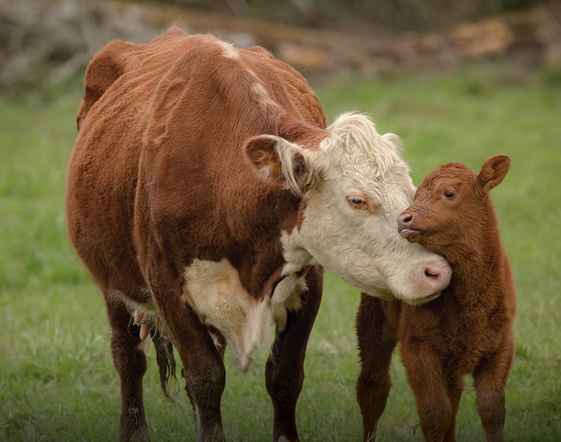 Just like us, cows make milk for their babies
