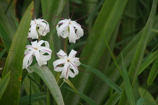 16-122 Witte bloemen