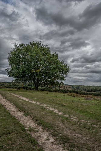path nikon d7100 topazclarity autumn tamron1024f3545diiivchld tree eastsussex ashdownforest clouds england moody bleak