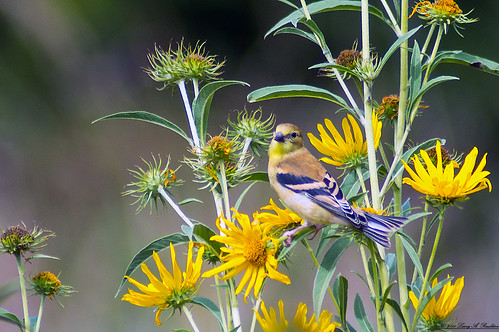 bird flower sunflower prairie plant feathers summer hike animal green yellow