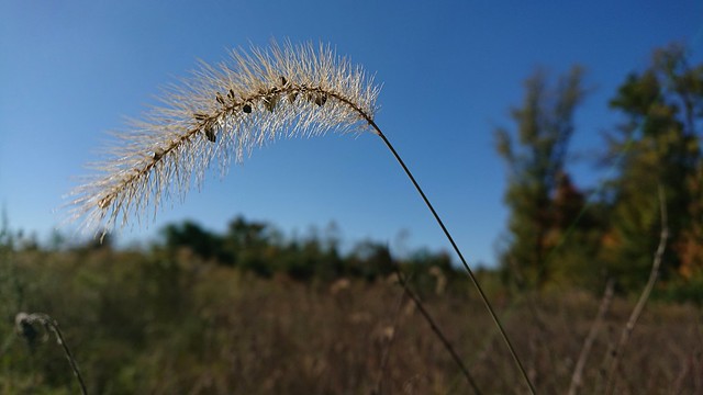 October 23 - High, tall grass