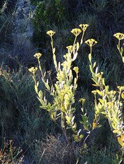 Bupleurum fruticosum - Photo of Pézilla-de-Conflent