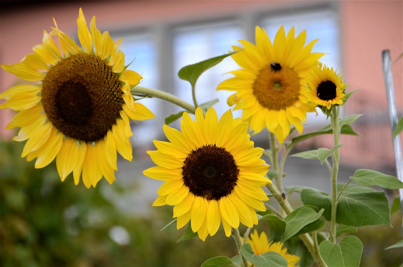 Sunflowers 03.10 (1)