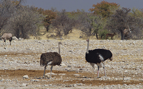 2018 africa namibia etosha etoshanp nationalpark wildlife ostrich