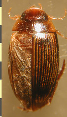 Copelatus chibcha Guignot, 1952:22. Female, habitus, dorsal.