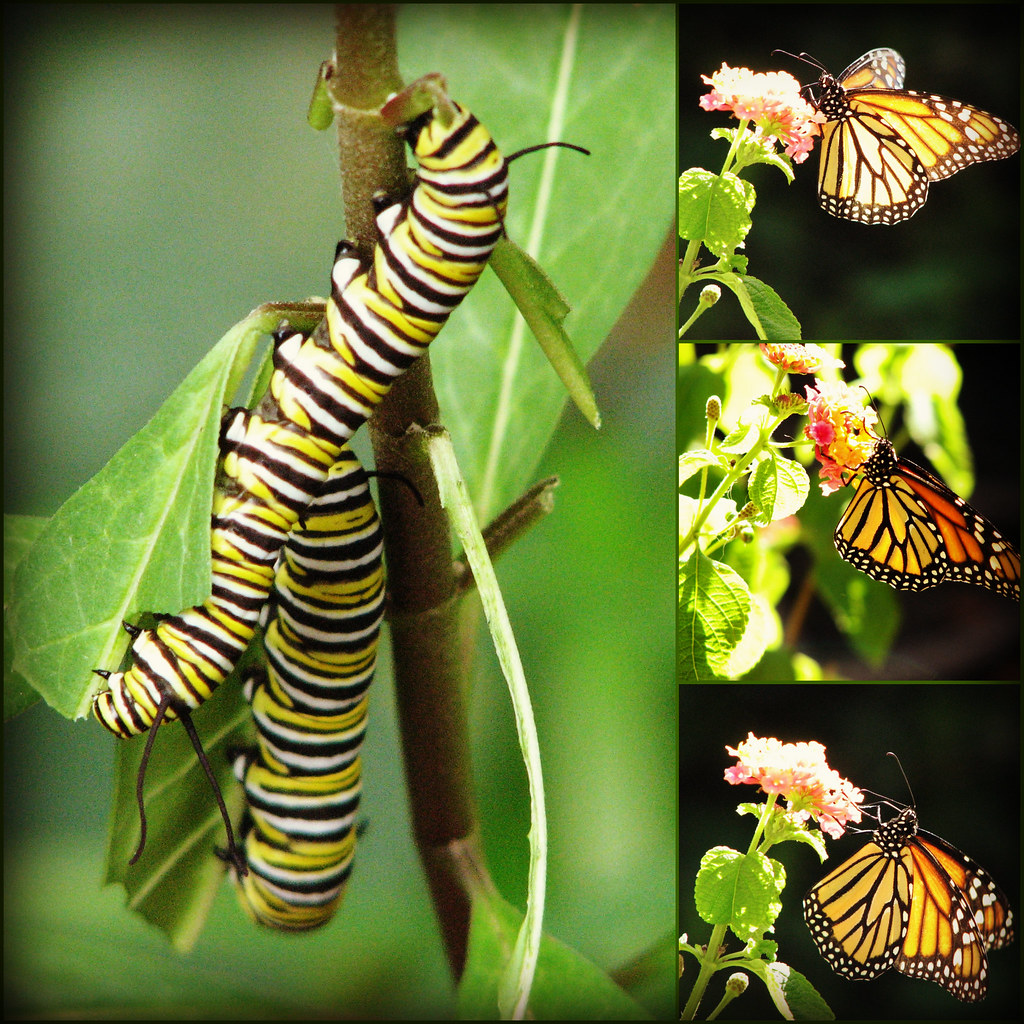 Monarch Collage