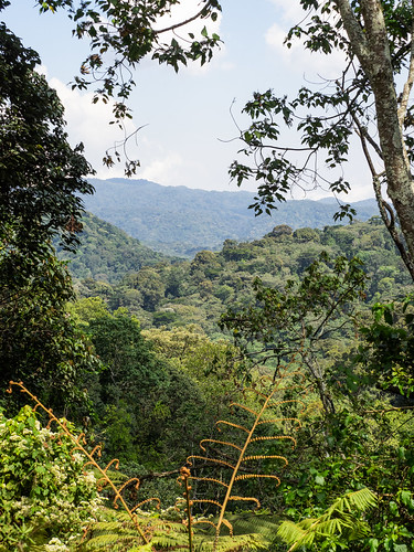 rainforest paysage nature uganda bwindiimpenetrablenationalpark nkwenda kanungudistrict ug