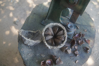 4-377 paranoot brasilian nuts