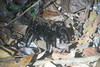 3-176 Grote zwarte vogelspin (tarantula)