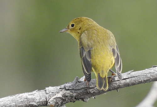 bird yellowwarblers mallardpoint