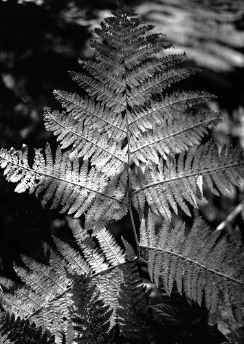 hyonswood rural northeast blackandwhite monochrome landscape woodland mamiya645e 4x5 mediumformat fern