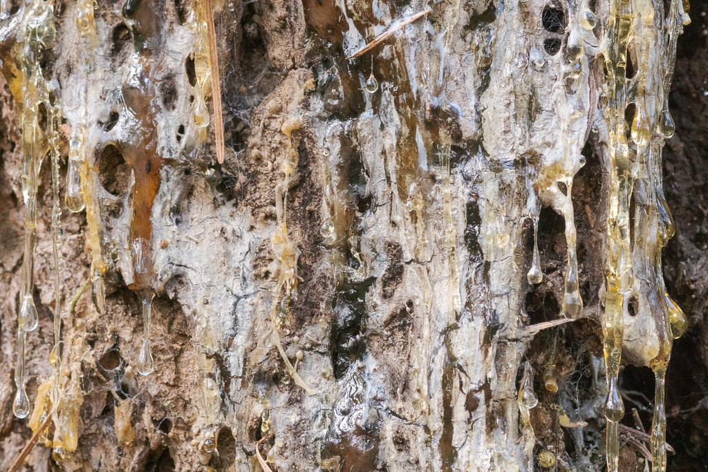 A close-up view of sap dripping down a tree on the Oaks to Wetlands Trail in Ridgefield National Wildlife Refuge in Washington