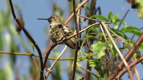 Anna's Hummingbird (Calypte anna), Morro Bay, CA