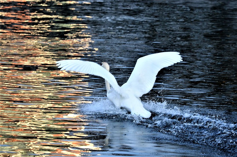 Swan 06.11 (1)