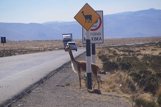13-042 Vicuna bij verkeersbord dat waarschuwt voor deze beesten