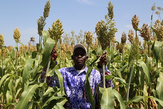 Fousseini Samake, a farmer from Flola Village in Bougouni District of Mali loves the dual purpose sorghum variety called Soumbatimi which was introduced to them by Africa RISING. Photo credit: Jonathan Odhong/IITA.