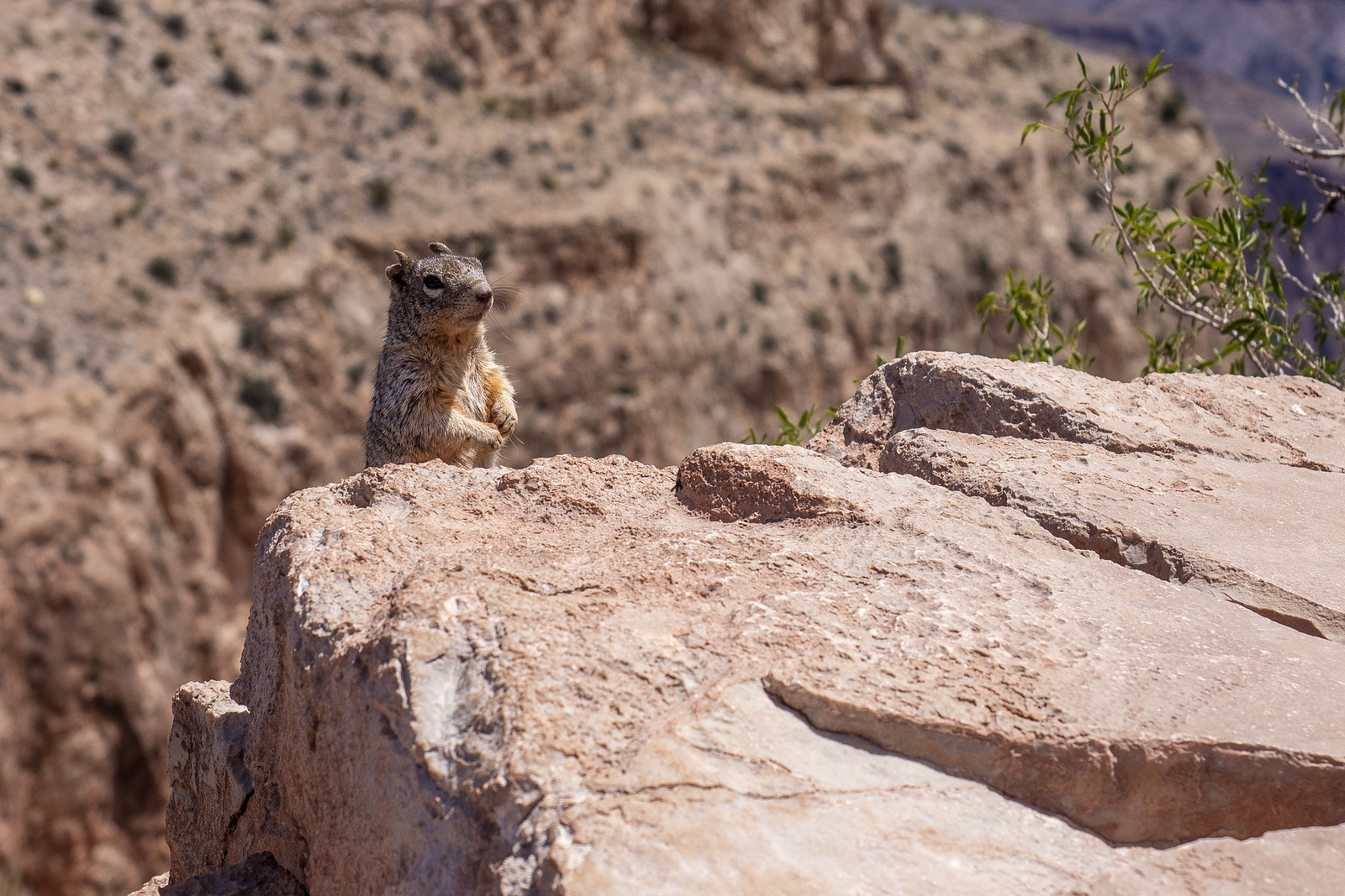 Groundsquirrel in Grand Canyon