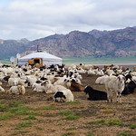 Mongolia Nomad Stay